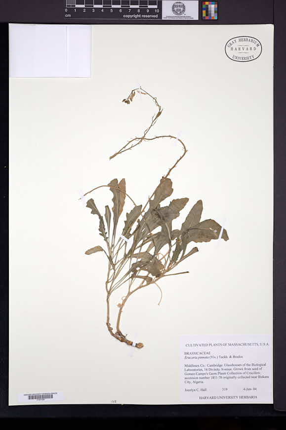 Image of Erucaria pinnata
