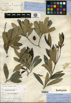 Image of Rauvolfia salicifolia