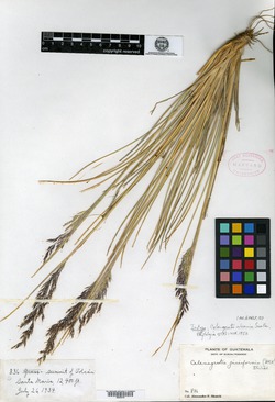 Calamagrostis vulcanica image