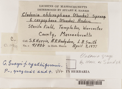 Cladonia grayi image