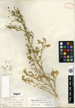 Image of Fagonia palmeri