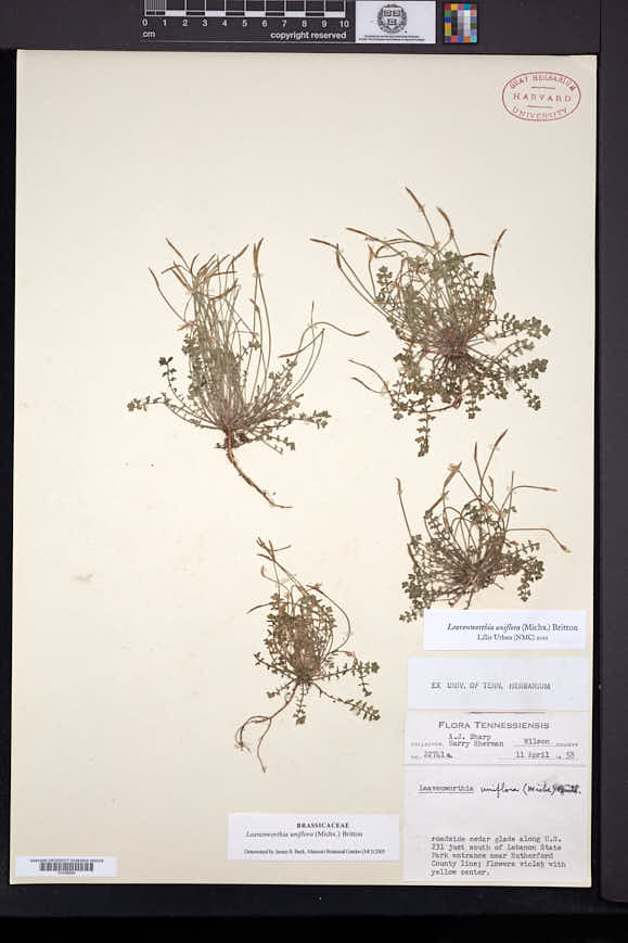 Leavenworthia uniflora image