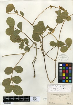 Image of Tephrosia potosina