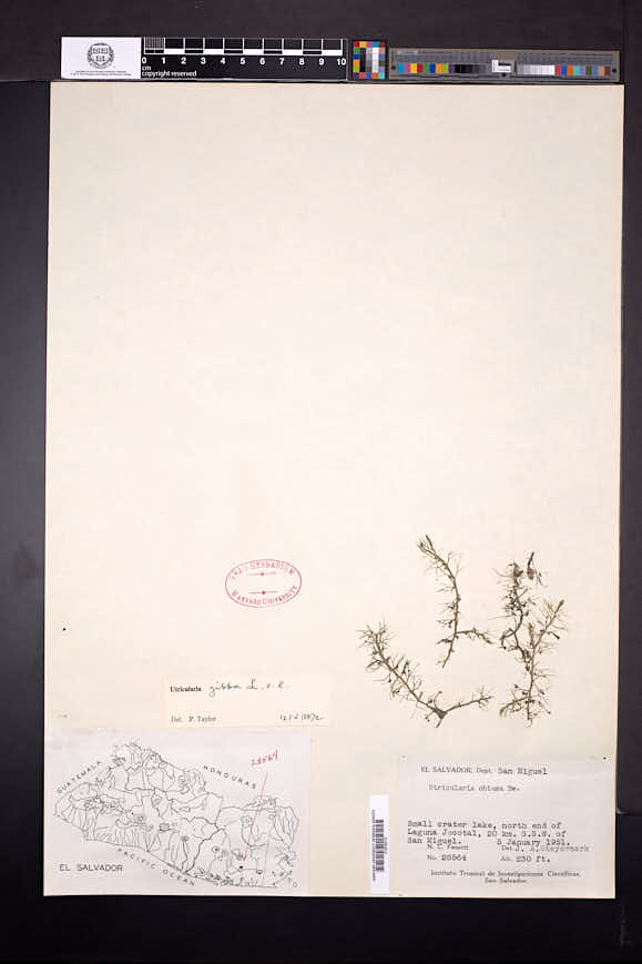 Utricularia gibba image