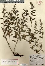 Image of Lithospermum berlandieri