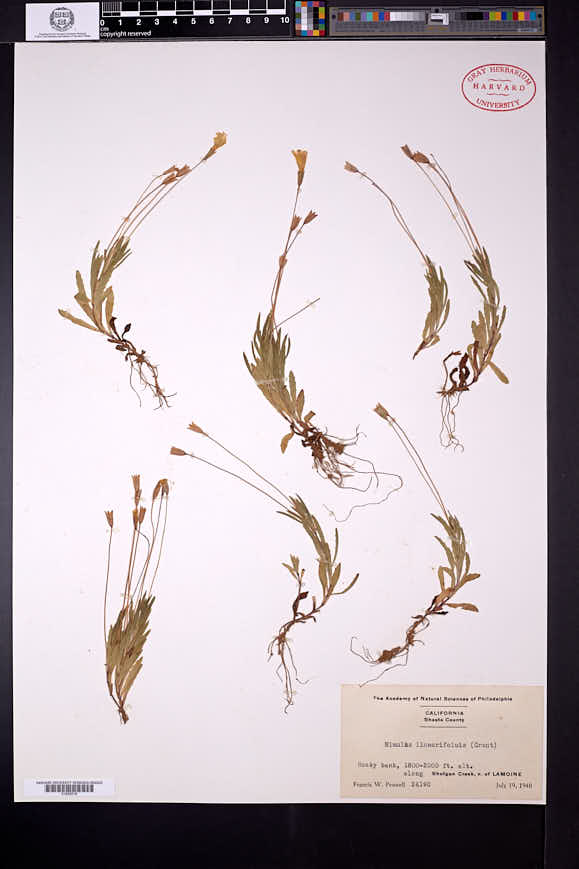 Erythranthe linearifolia image