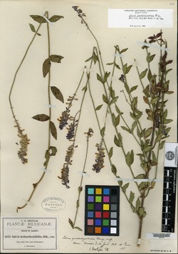 Image of Salvia guadalajarensis