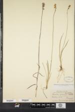 Triantha glutinosa image