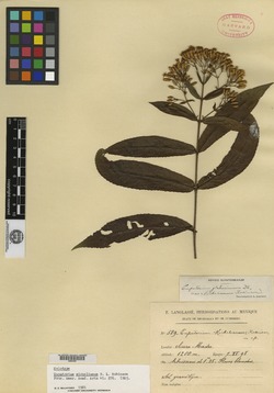 Image of Chromolaena glaberrima