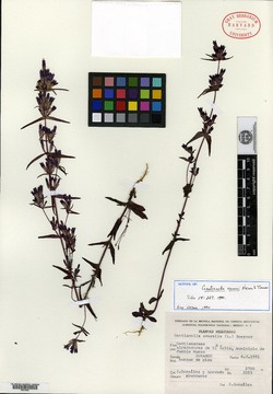 Image of Gentianella canosoi