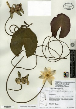 Image of Nymphaea loriana