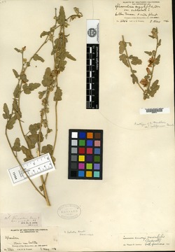 Sphaeralcea fendleri image