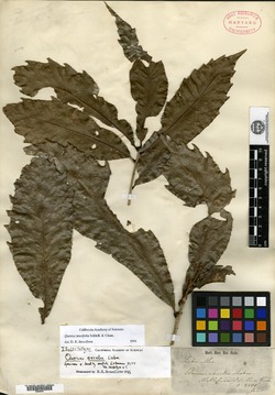 Image of Quercus excelsa