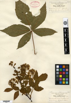 Image of Rubus amabilis