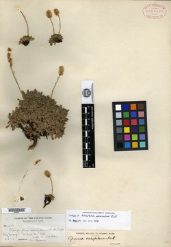 Image of Petrophytum acuminatum