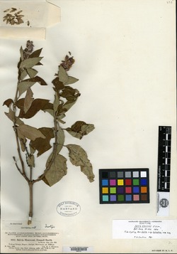 Salvia shannoni image