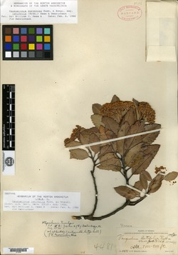 Vauquelinia latifolia image