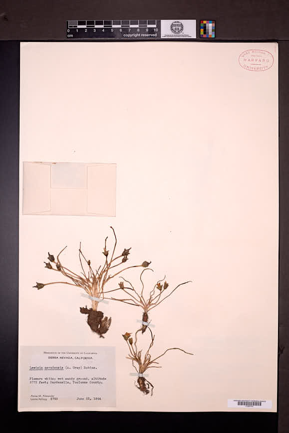 Lewisia nevadensis image