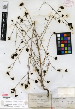 Image of Cordylanthus pringlei