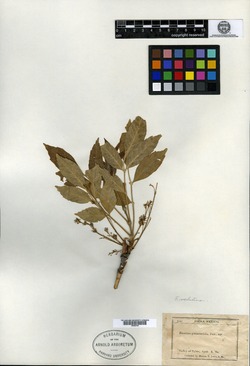 Image of Fraxinus attenuata