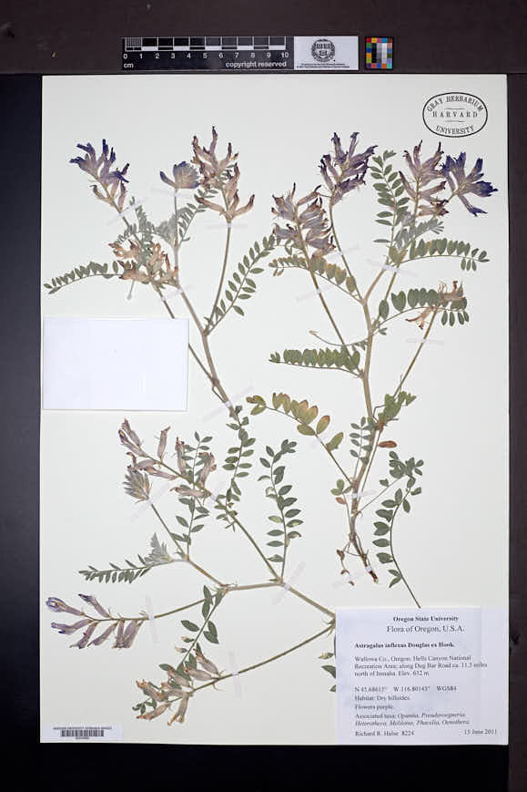Astragalus inflexus image