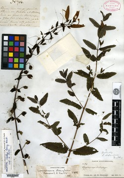 Image of Lamourouxia stenoglossa