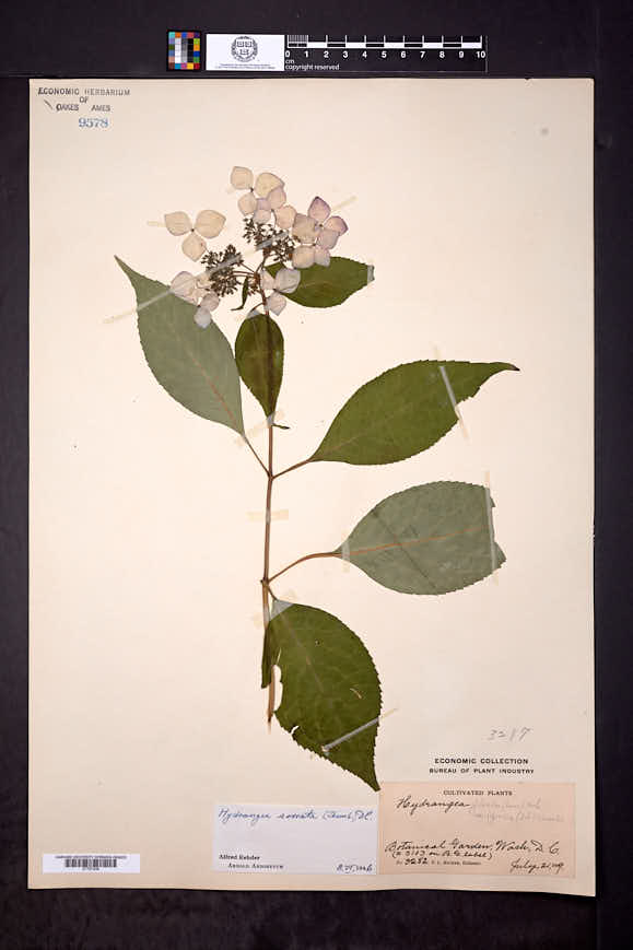 Hydrangea macrophylla subsp. serrata image