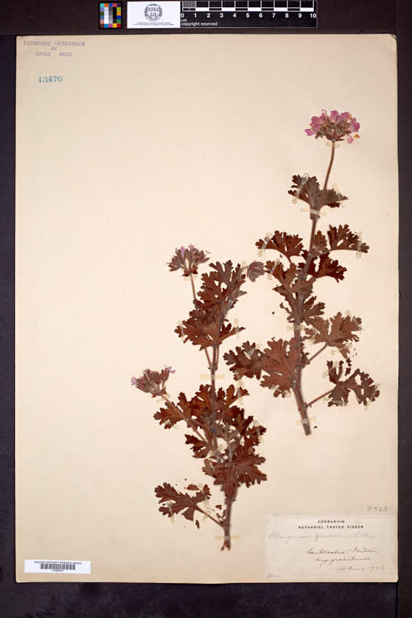 Pelargonium graveolens image