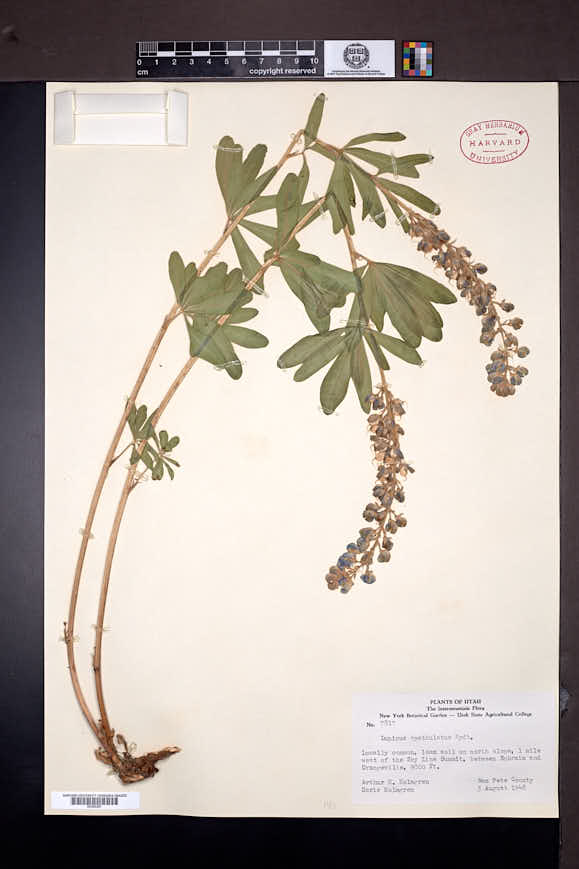 Lupinus argenteus subsp. spathulatus image