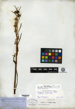 Image of Fritillaria parviflora
