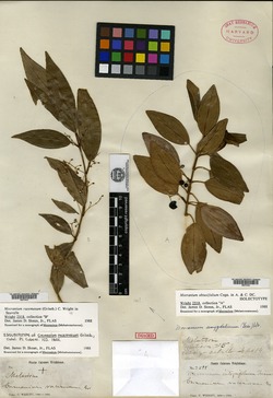 Mecranium racemosum image