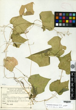 Cyclanthera monticola image