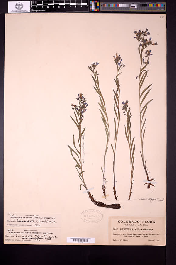 Mertensia lanceolata var. secundorum image