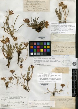 Image of Aster pulchellus