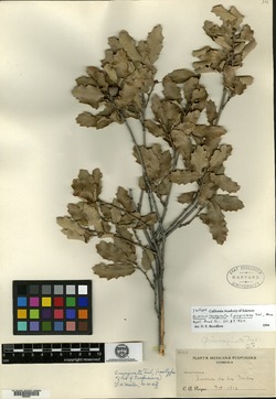 Quercus invaginata image