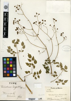 Thalictrum pubigerum image