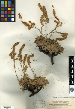 Image of Petrophytum cinerascens