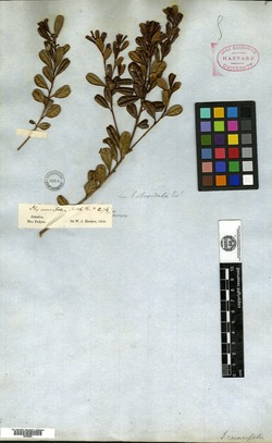 Image of Jodina rhombifolia