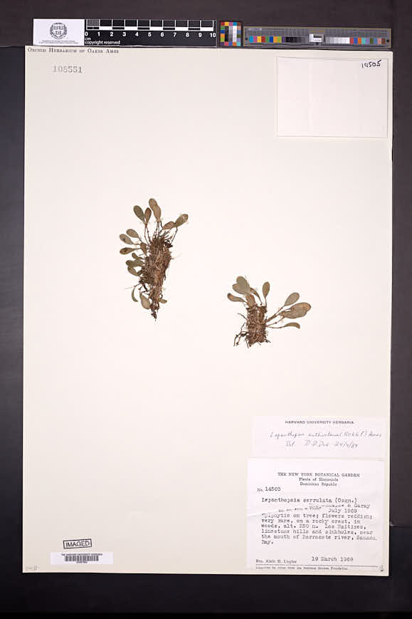 Lepanthopsis anthoctenium image