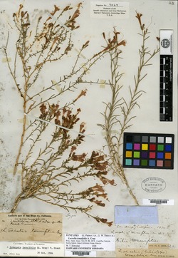 Image of Ipomopsis tenuifolia