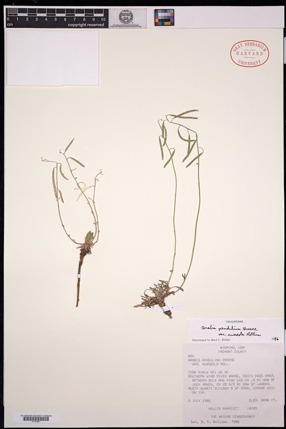 Boechera pendulina var. russeola image
