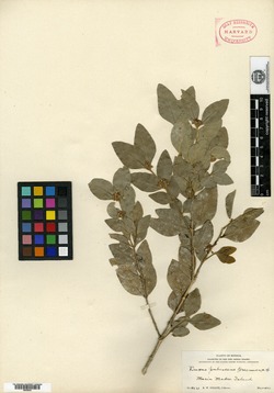Buxus pubescens image