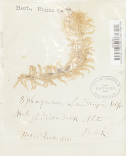 Sphagnum lindbergii image