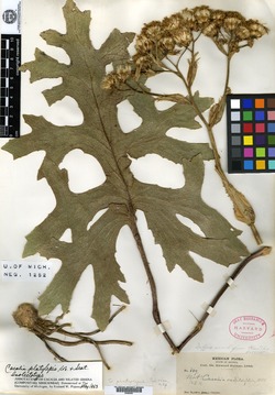 Image of Psacalium platylepis