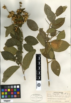 Gouania eurycarpa image