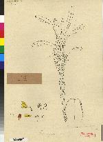 Maxillaria heraldica image