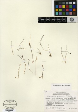 Utricularia petersoniae image