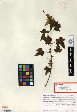 Image of Pavonia punctata