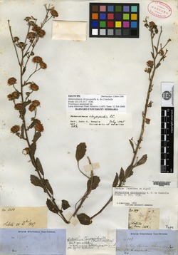 Image of Heterotheca chrysopsidis