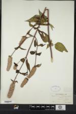 Agastache scrophulariifolia image